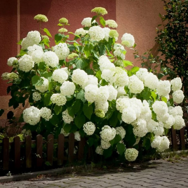 Hortensja drzewiasta Annabelle Hydrangea arborescens