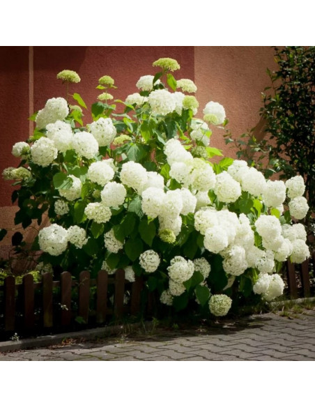 Hortensja drzewiasta Annabelle Hydrangea arborescens