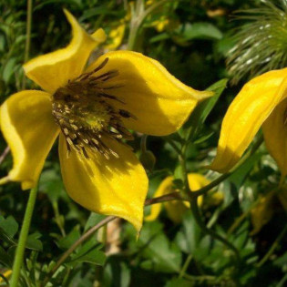 Powojnik Bill Mackenzie Clematis