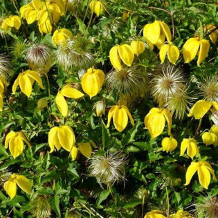 Powojnik Bill Mackenzie Clematis 2