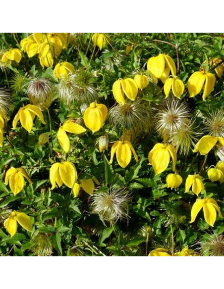 Bill Mackenzie Clematis Powojnik