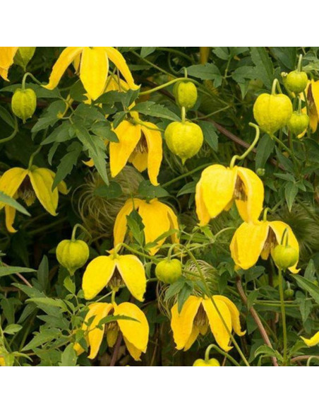 Powojnik Clematis Bill Mackenzie
