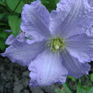 Błękitny Anioł Clematis Powojnik