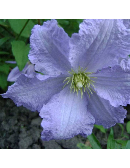 Błękitny Anioł Clematis Powojnik