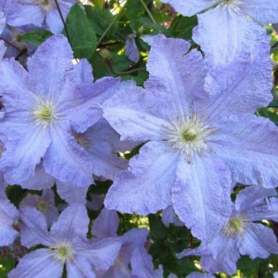 Błękitny Anioł Clematis Powojnik 2
