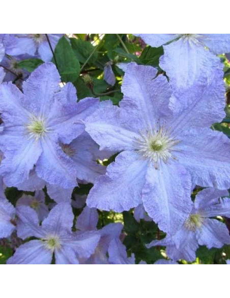 Powojnik Błękitny Anioł Clematis