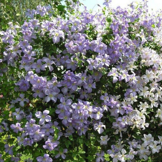 Powojnik Błękitny Anioł Clematis  - Szkółka Florela