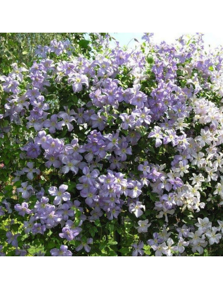 Powojnik Błękitny Anioł Clematis  - Szkółka Florela