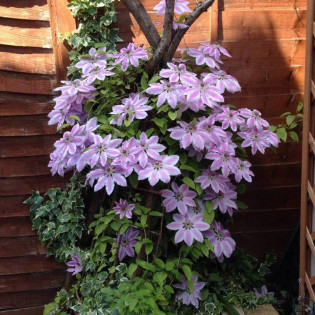 Carnaby Clematis Powojnik