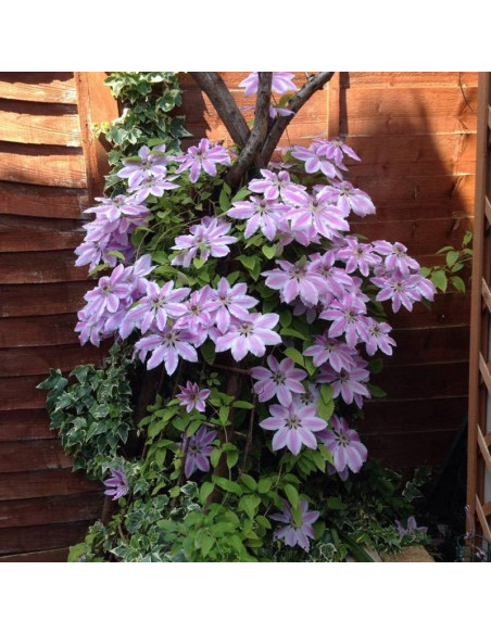 Carnaby Clematis Powojnik