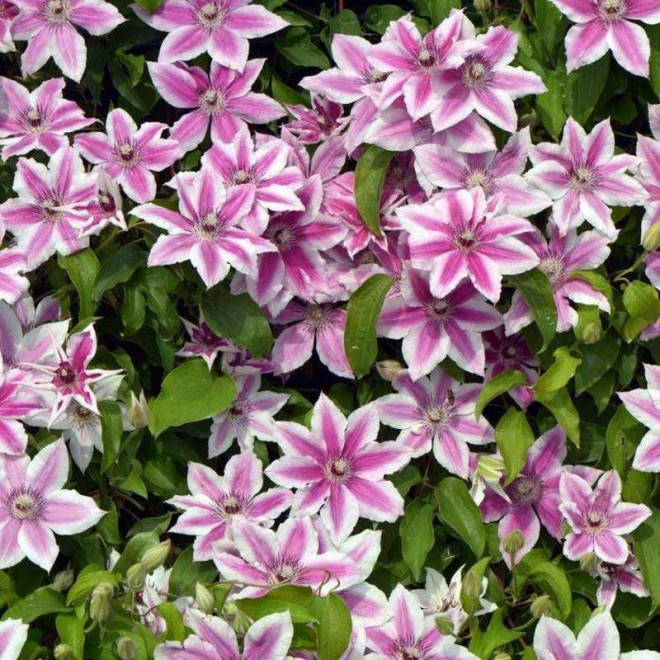 Powojnik Carnaby Clematis