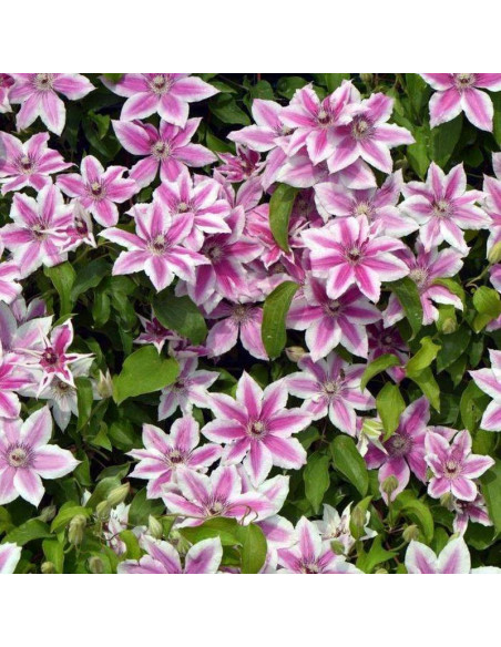 Powojnik Carnaby Clematis