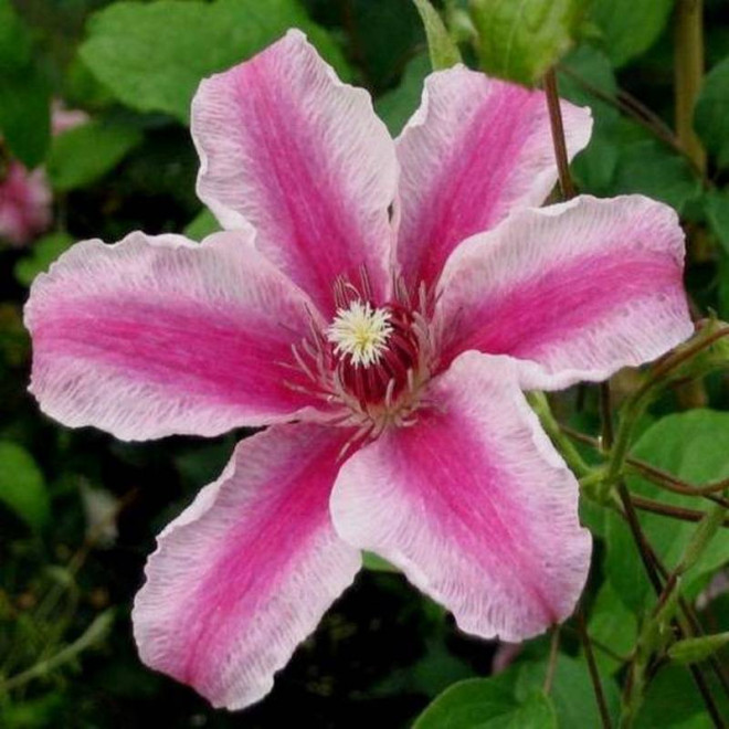 Powojnik Carnaby Clematis  - Szkółka Florela