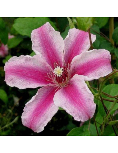 Powojnik Carnaby Clematis  - Szkółka Florela