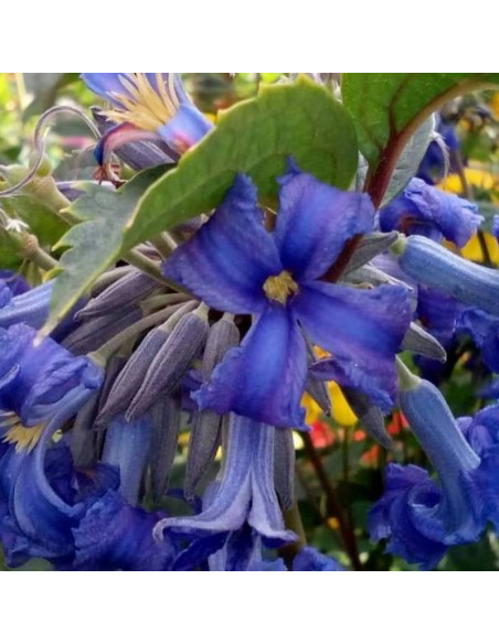 Powojnik Cassandra Clematis