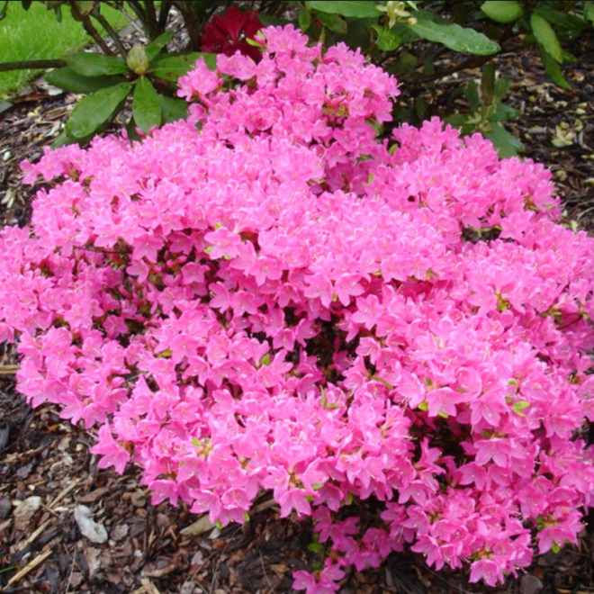 Azalia japońska Diamant Rosa Rhododendron obtusum