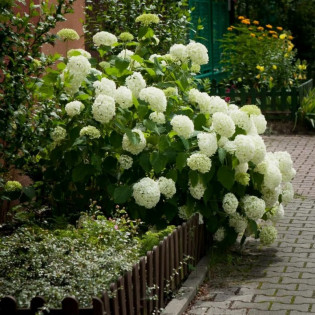 Hortensja drzewiasta Annabelle Hydrangea arborescens 2