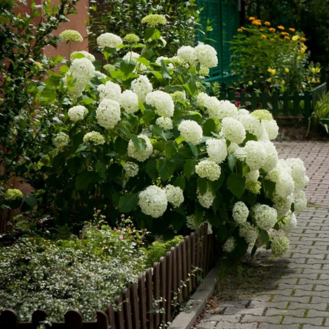 Annabelle Hortensja drzewiasta Hydrangea arborescens