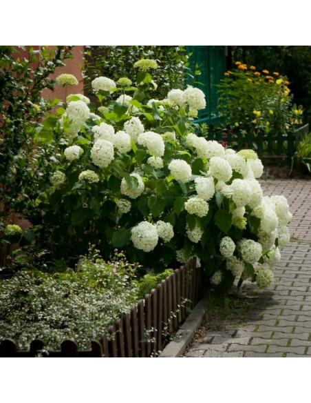 Annabelle Hortensja drzewiasta Hydrangea arborescens