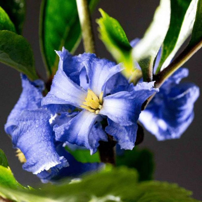 Cassandra Clematis Powojnik