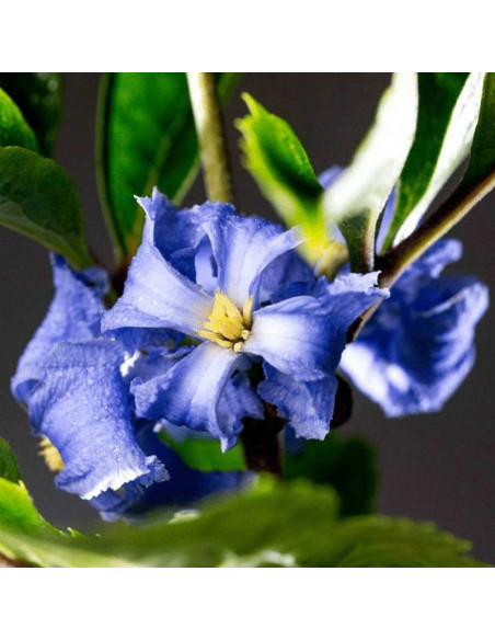 Cassandra Clematis Powojnik