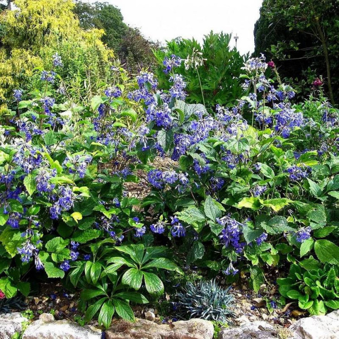 Powojnik Cassandra Clematis - Szkółka Florela