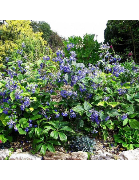 Powojnik Cassandra Clematis - Szkółka Florela