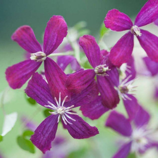 Powojnik Coco Lovers Clematis