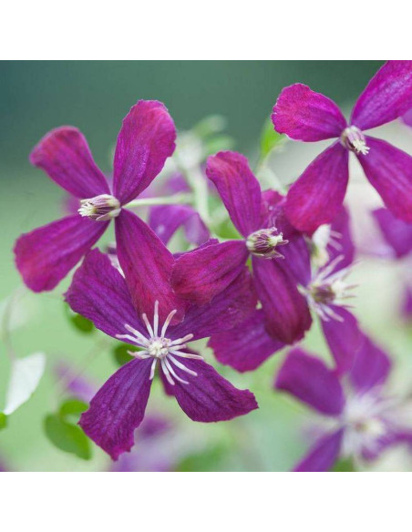 Powojnik Coco Lovers Clematis