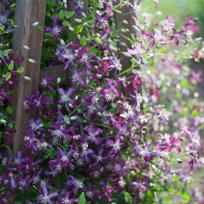 Coco Lovers Clematis Powojnik