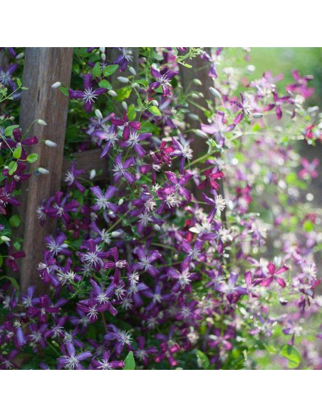 Coco Lovers Clematis Powojnik