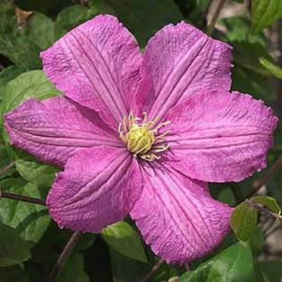 Powojnik Comtesse de Bouchaud Clematis