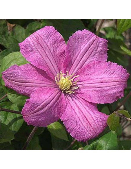 Powojnik Comtesse de Bouchaud Clematis
