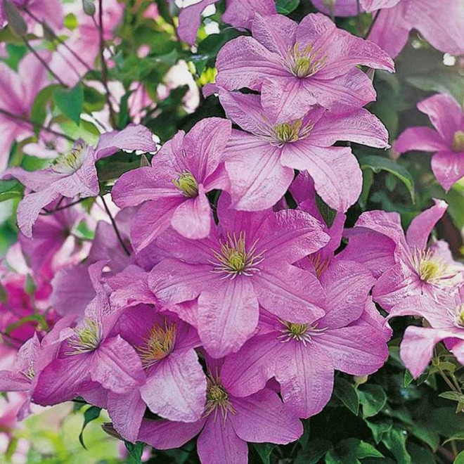 Comtesse de Bouchaud Clematis Powojnik