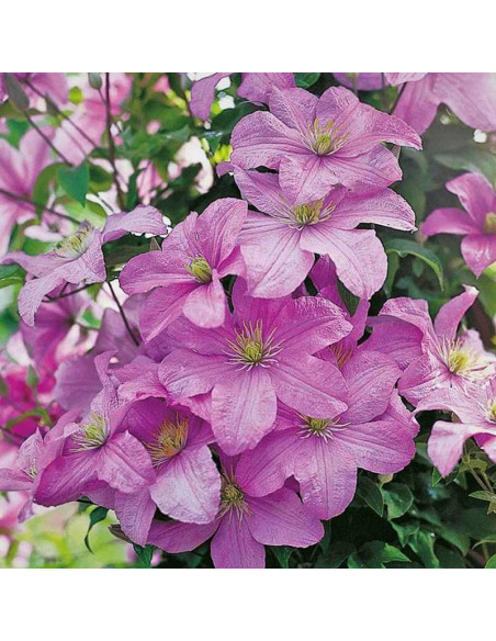 Comtesse de Bouchaud Clematis Powojnik