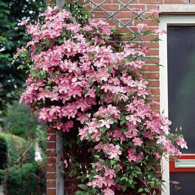 Powojnik Comtesse de Bouchaud Clematis  - Szkółka Florela