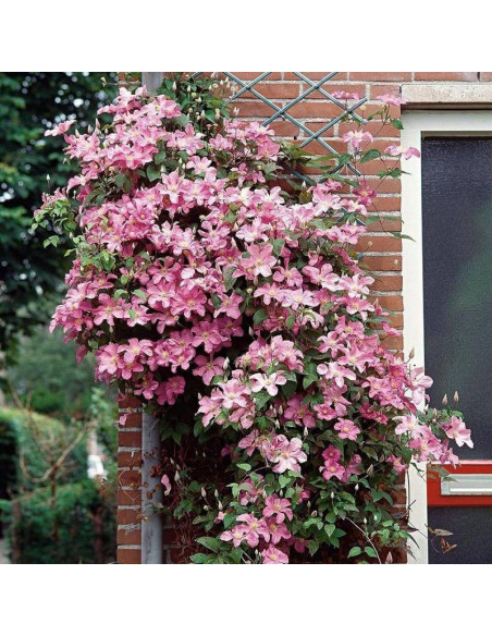 Powojnik Comtesse de Bouchaud Clematis  - Szkółka Florela