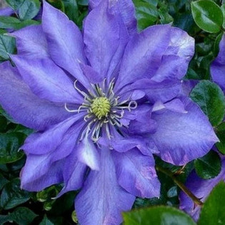 Powojnik Daniel Deronda Clematis