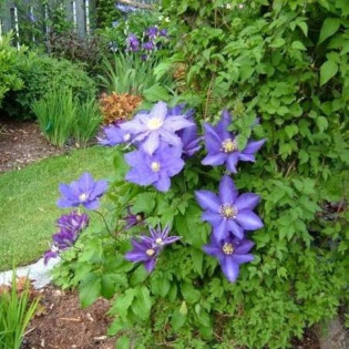 Powojnik Daniel Deronda Clematis 2