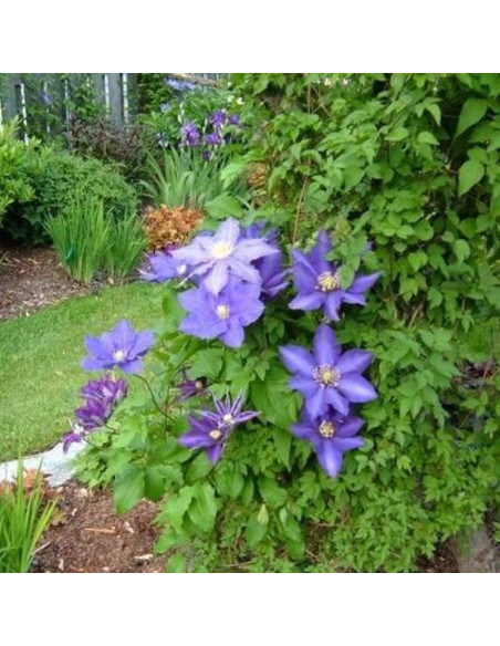 Daniel Deronda Clematis Powojnik