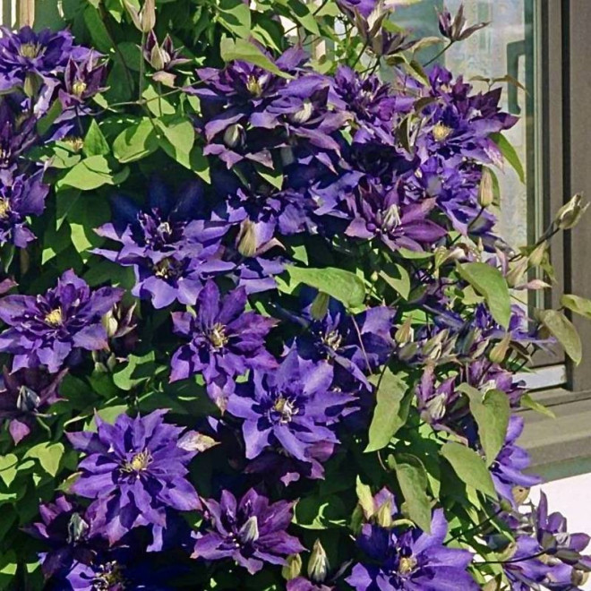 Powojnik Daniel Deronda Clematis - Szkółka Florela