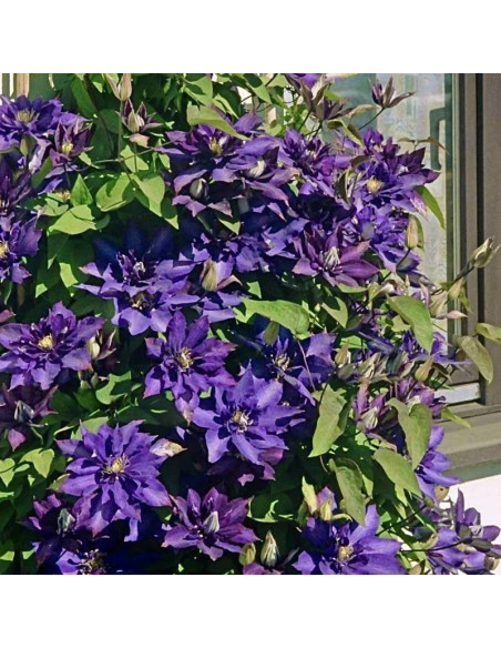 Powojnik Daniel Deronda Clematis - Szkółka Florela