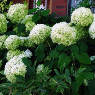 Hortensja drzewiasta Strong Annabelle Hydrangea arborescens 2