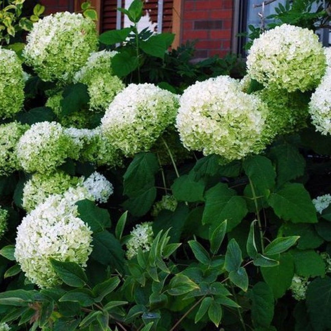 Strong Annabelle Hortensja drzewiasta Hydrangea arborescens