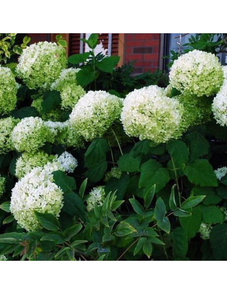 Strong Annabelle Hortensja drzewiasta Hydrangea arborescens