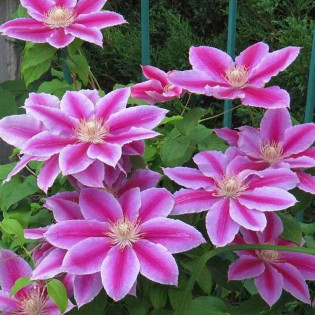 Powojnik Dr. Ruppel Clematis