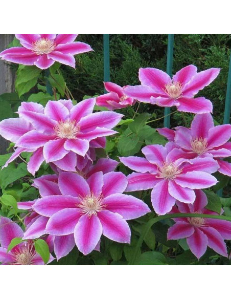 Powojnik Dr. Ruppel Clematis