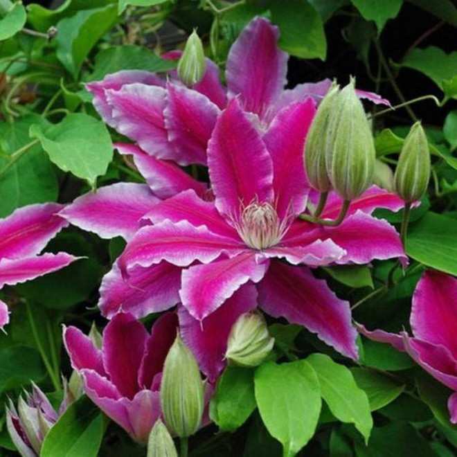 Dr. Ruppel Clematis Powojnik