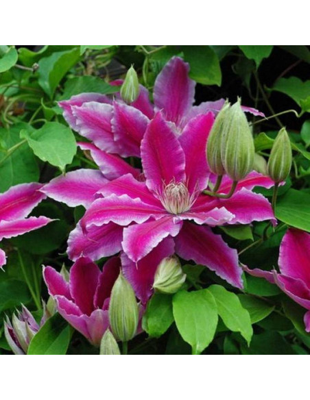 Dr. Ruppel Clematis Powojnik