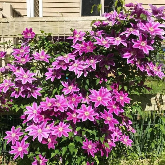 Powojnik  Clematis Dr. Ruppel